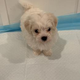 ToTo - White male Maltipoo puppy in Dade City, Florida from Watkins Maltipoo's