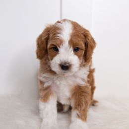 Oakley (Black) Has his own genetic test. No CDDY OR IVDD - Cream male Goldendoodle puppy in St. George, Utah from Dashing Doodle Pups