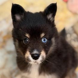 Tri-girl 1 - Black & tan female Toy Shetland Sheepdog puppy in Magnolia, Texas from Solace Shelties and Pomskies