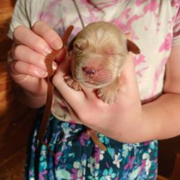 Brown - Light golden male Golden Retriever puppy in Lanesboro, Minnesota from Eagle Ridge Golden Retrievers
