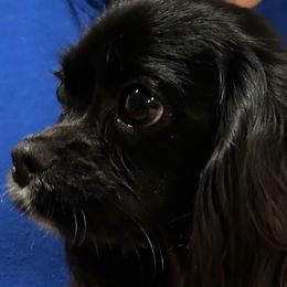 Inky - Cavalier King Charles Spaniel