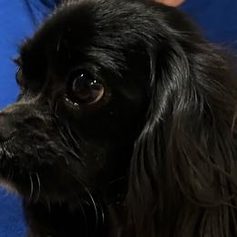 Inky - Cavalier King Charles Spaniel