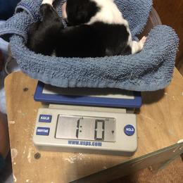 Border Collie Puppies from Cahill’s Canines