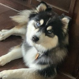 Torvi - Pomsky