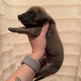 Bowie - Brindle male Great Dane puppy in Jerusalem, Arkansas from Mara Danes