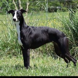 Kenzie - Whippet