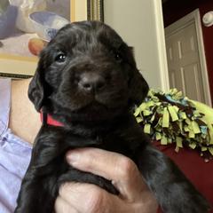 Mr Red - Liver male Boykin Spaniel puppy in Stapleton, Alabama from Taensas Boykins