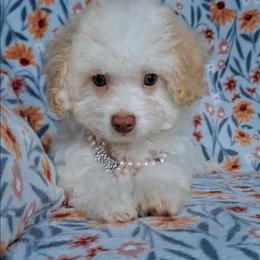 Shasta - White female Maltipoo puppy in Crestview, Florida from Little Cupcakes and Little Pumpkins Maltipoos