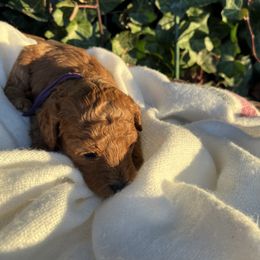 Girl 5 - Red Cavapoo puppy in Pleasant Grove, Utah from Puppy Buddy USA