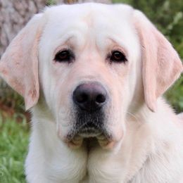 Johnny (Guardian) - Yellow male Labrador Retriever puppy in Tomahawk, Wisconsin from Mahner Labs