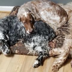 English Setter All Grown Up from Willowcreek English Setters