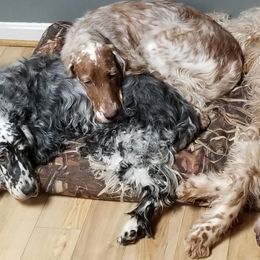 English Setter All Grown Up from Willowcreek English Setters