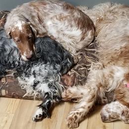 English Setter All Grown Up from Willowcreek English Setters