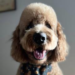 Labradoodles from Cumberland Labradoodles