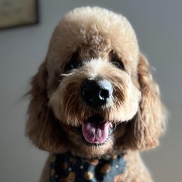 Labradoodles from Cumberland Labradoodles