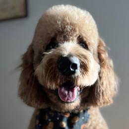 Labradoodles from Cumberland Labradoodles