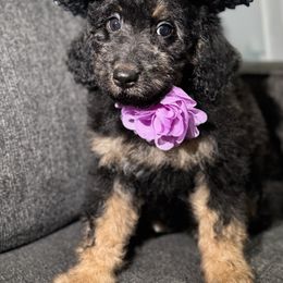 Aussiedoodle, Bernedoodle, Goldendoodle, and Poodle Puppies from Vallevistadoodles