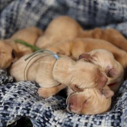 Montgomery - Golden male Golden Retriever puppy in Payette, Idaho from Stonewick Retrievers