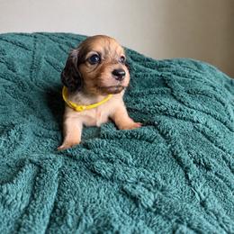Caroline - Cream female Dachshund puppy in Molino, Florida from Dooney's Dachshunds