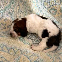 Basil - Black red and white male Basset Hound puppy in Pflugerville, Texas from Mountain Momma Bassets