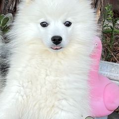 Japanese Spitzs from Excalibur Japanese Spitz