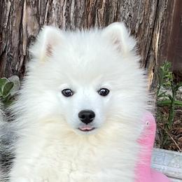 Japanese Spitzs from Excalibur Japanese Spitz