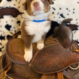 Australian Shepherd and Miniature Australian Shepherd Puppies from Aussie Trail Farms