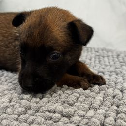 Vixen - Tan female Working Dog Cross puppy in Clarksville, Tennessee from Vuurhart Herders