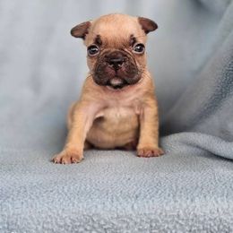 Boston Terrier, Bulldog, and French Bulldog Puppies from Willamette Valley Bullies