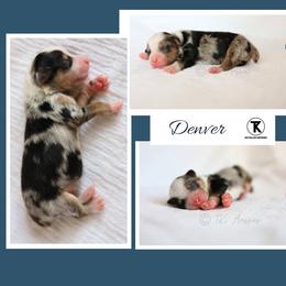 Denver - BMM2 - Blue merle male Toy Australian Shepherd puppy in Nacogdoches, Texas from TK Standard, Mini, & Toy Aussies