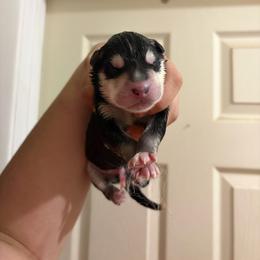Lock - Black and white male Siberian Husky puppy in Canton, Ohio from Bleu Skies Siberian Huskies