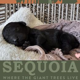 Sequoia - Black female Labradoodle puppy in Lubbock, Texas from Lucky Labradoodles
