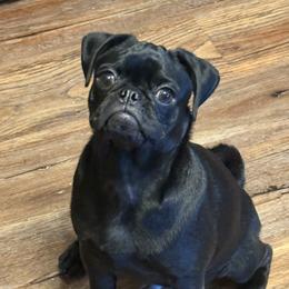 Pug puppies from Loda's Pugs
