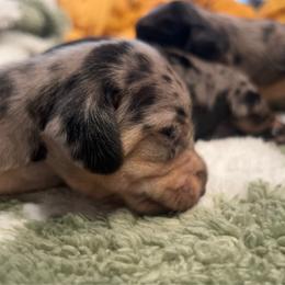 Han - Dapple male Dachshund puppy in Meridian, Id 83646 3658, Idaho from Boise Best Mini Dachshunds