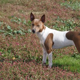 Rat Terrier Puppies from River Ridge Rat Terriers