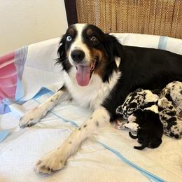 Australian Shepherd puppies from Raybell Ridge Farm