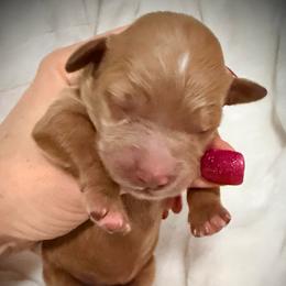 Sneezy - Red  female Goldendoodle puppy in Bradenton, Florida from Christianna’s Mini Goldendoodles