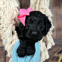 Chai - Black female Goldendoodle puppy in Springfield, Oregon from Oregon's Oodles of poodles & doodles