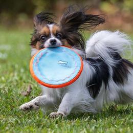 Riolu - Papillon