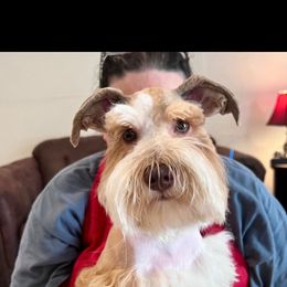 Dabbles - Miniature Schnauzer