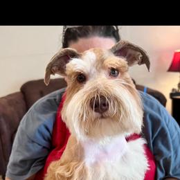 Dabbles - Miniature Schnauzer