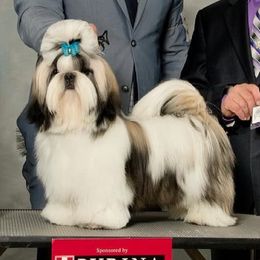 Louis - Shih Tzu