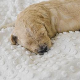 Goldendoodle Puppies from Tuxedo Mountain Doodles