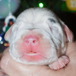 Male - White male Dogo Argentino puppy in San Diego, California from Debonair Dogos