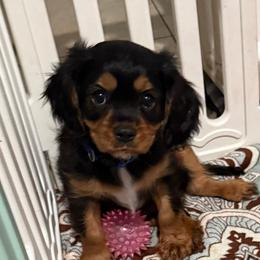 Howey (blue collar) - Black and tan male Cavalier King Charles Spaniel puppy in Ocala, Florida from Ray of Sunshine Spaniels LLC