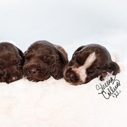 German Shorthaired Pointer Puppies from Hardwood Kennels