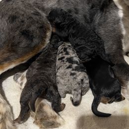 Bernedoodle puppies from Clemleth Aussiedoodles