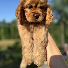 Cocker Spaniel All Grown Up from penny Powell