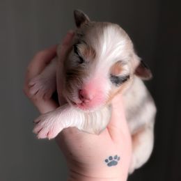 Holly - Blue merle female Australian Shepherd puppy in Georgetown, Texas from River Reign Australian Shepherds
