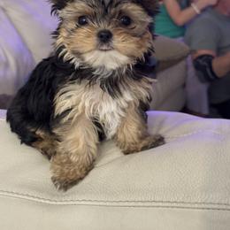 Yorkshire Terrier Puppies from Gracie‘s Glamour Yorkies